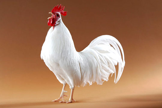 White Leghorn Cock